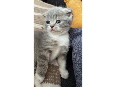 Scottish fold yavrular