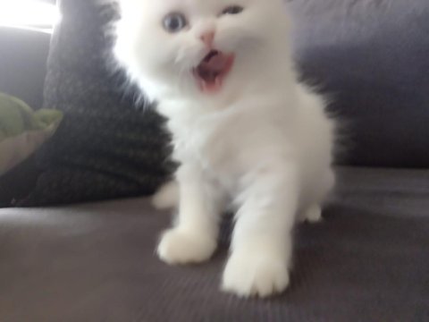 Dünya güzeli chinchilla bebeğim