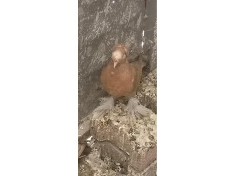 Buhara macar jumbo kızma güvercin