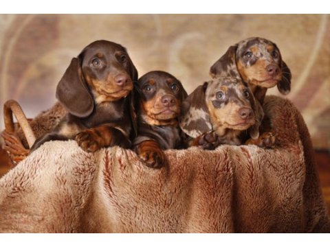 Irk ve sağlık garantili nadir dachshund bebekler