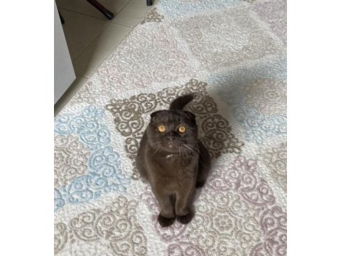 Erkek kedime eş arıyorum (sahiplendirme değildir)