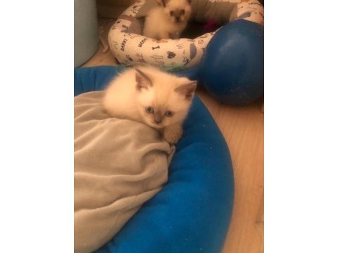Daha 44 günlük british shorthair