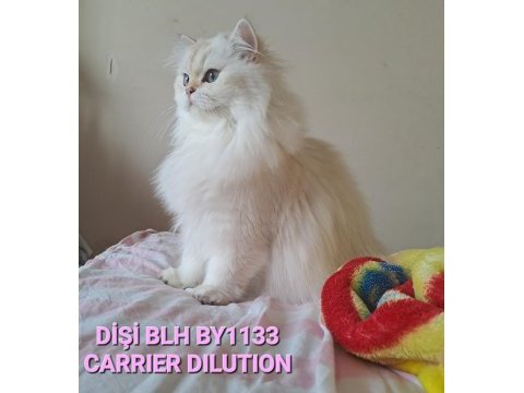 1,5 yaşında orijinal scrli british longhair