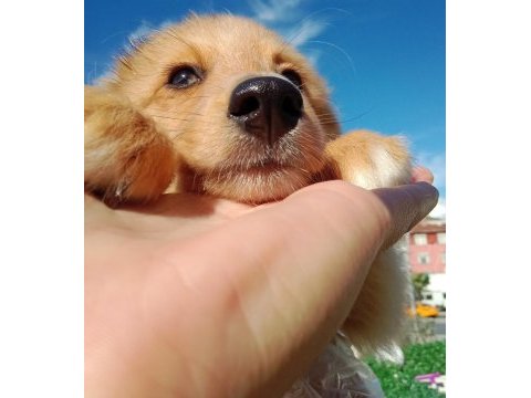 Şekeristan'lı 3 aylık bebek border collie