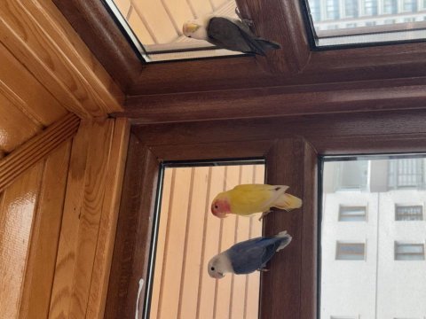 3 aylık cennet papağanı kırmızı göz ısırma yok