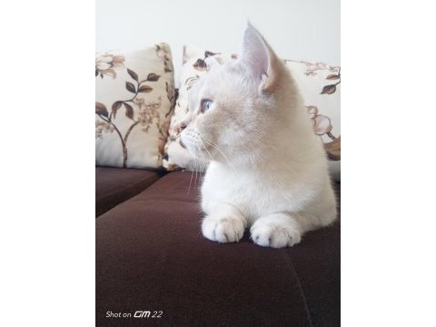 British shorthair (ücretsiz)