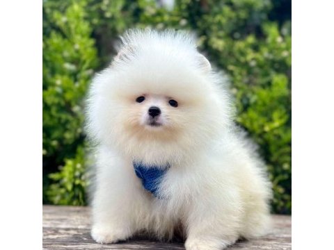 Sevimli pomeranian boo yavrularımız