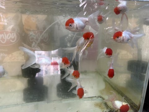 Red cap orandalar sizleri bekliyor