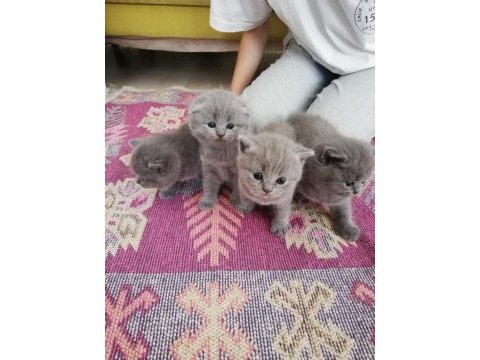 British shorthair yavru kedileri
