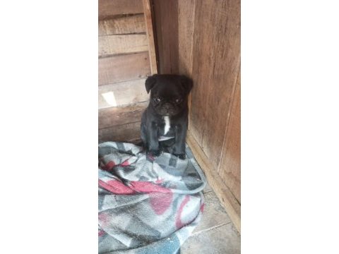 A kalite pug mops ırk ve sağlık garantili uygun