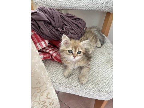 British longhair golden dişi yavru
