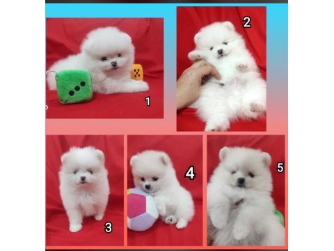 Safkan pomeranian