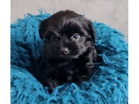 Black yorkshire terrier