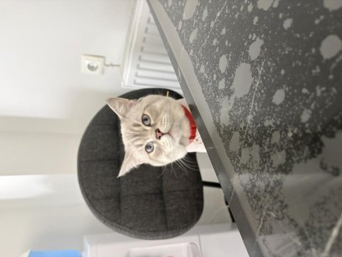 British shorthair kedisi izmir