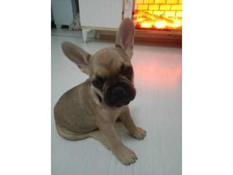 70 günlük dişi french bulldog yavrular