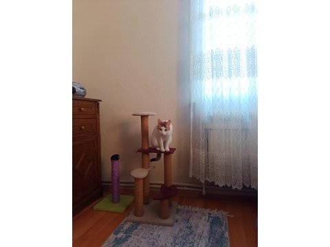 Kedimizi ücretsiz sahiplendirme