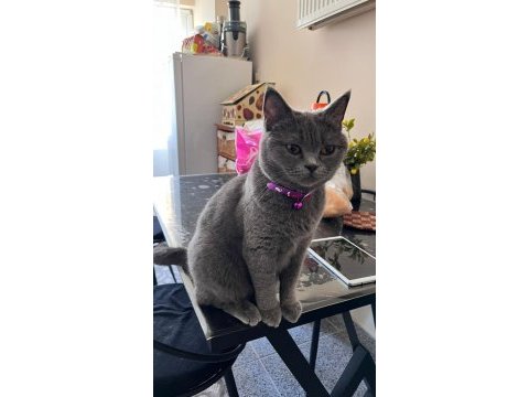 British shorthair dişi
