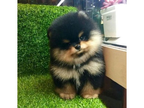 Black tan dişi pomeranian boo farklılık arayanlara