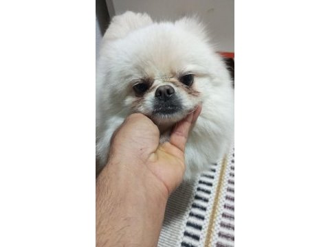 3 yaşında dişi pomeranian