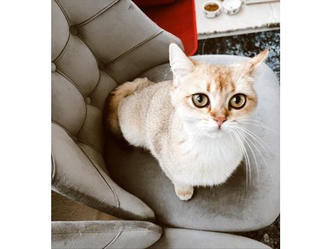 Dişi golden ny 11 british shorthair