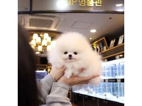 En sevimli pomeranian yavrularımız