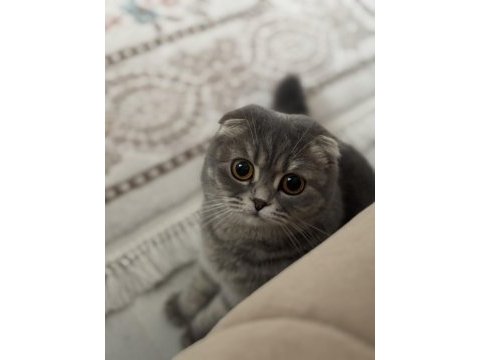 Kırık kulak dişi kedimiz