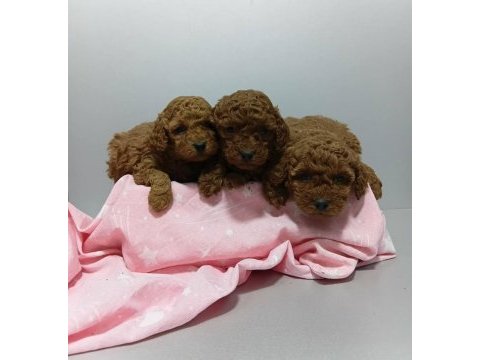Toy poodle yavrular sağlıklı aşılı 