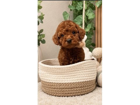 Orjinal belgeli evimizden toy poodle wc eğitimli
