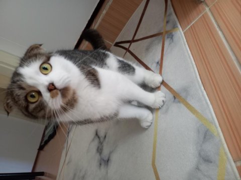 Scottish fold kedisi acil