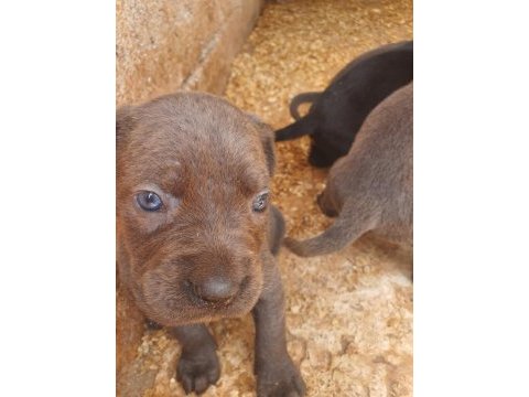 Blue cane corso yavrularımız