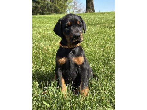 Her renk doberman mevcut
