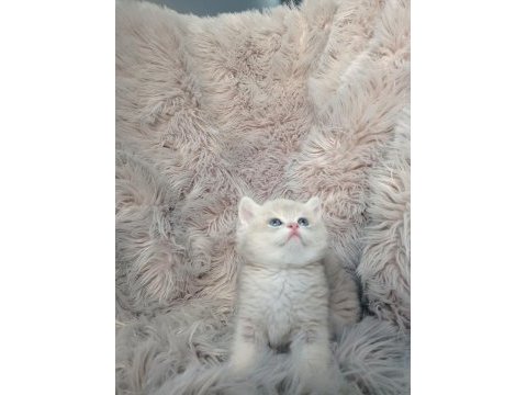 Show kalite ayı surat british shorthair ay12 erkek
