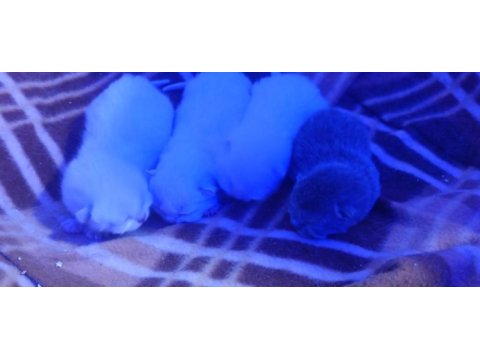 British shorthair yavrularımı sahiplendiriyorum