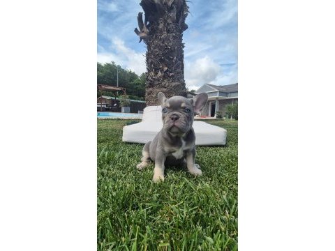 2 renkli french bulldog yavruları çiftlikten 