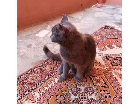 Kedimizi güzel bi insana hediye vermek istiyoruz