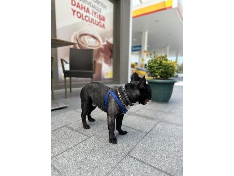 French bulldog erkek