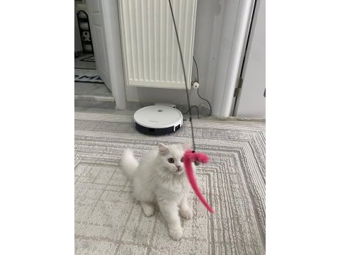 British longhair yavrumuza yuva arıyoruz