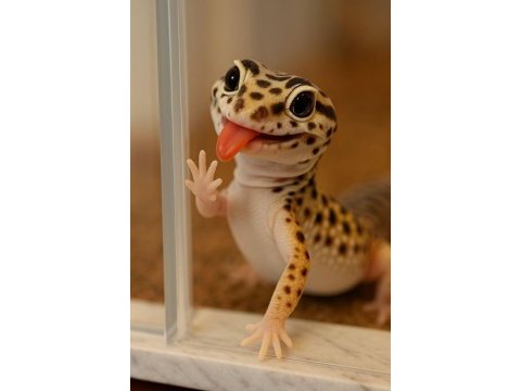 Evcil leopard geckolar