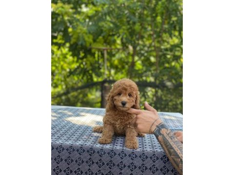 En micro poodle en özeli benim olsun isteyenlere