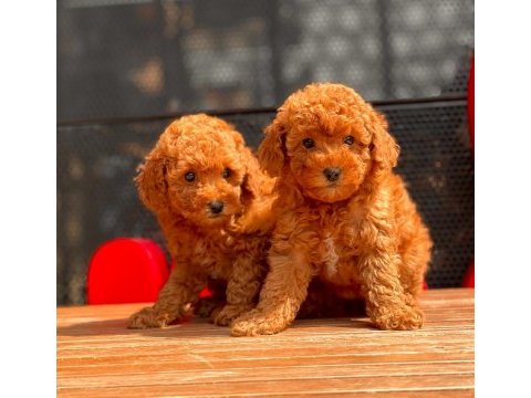 Toy poodle yavrular