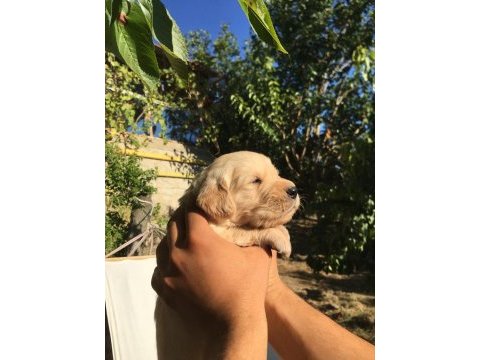 Golden retriever yavrular
