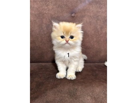 British longhair golden yavrular 50 günlük