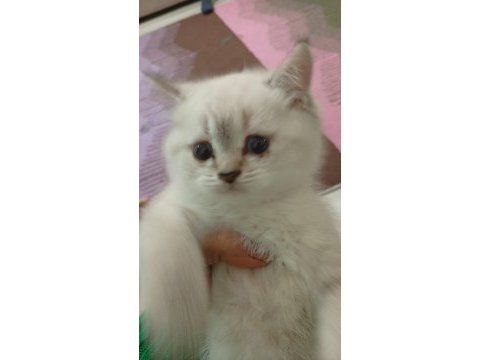 Saf british shorthair kedisi