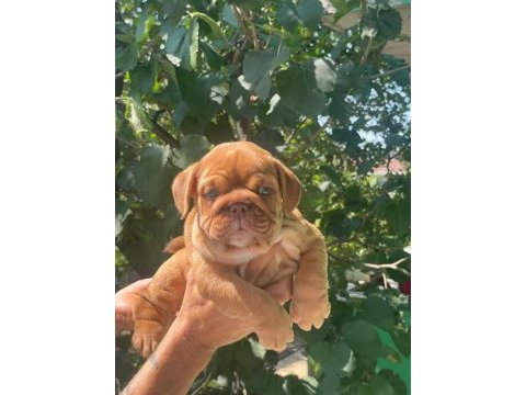 Sitenin en şirin ingiliz bulldog yavruları