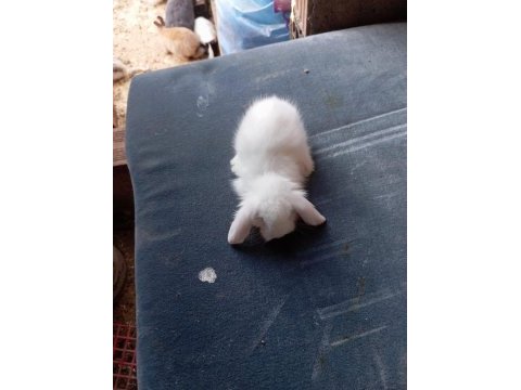 Hollanda teddy lop tavşan yavruları