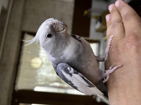 Ele alışık sultan papağanı