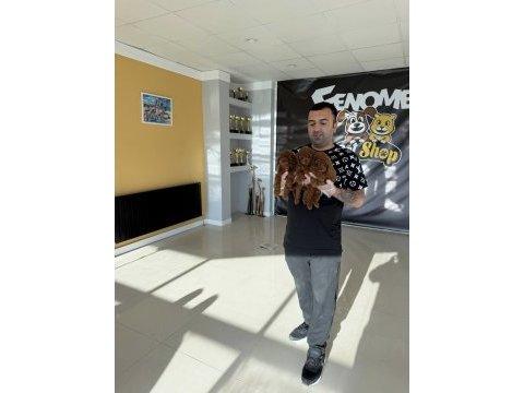 Yılın en iyisi ret brown toy poodle özel ırk arayanlara 