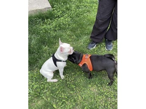 10 ekim doğumlu 6 aylık aşırı oyuncu french bulldog