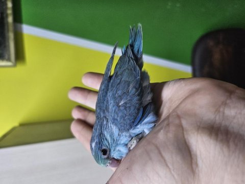 Yeme yeni düşmüş ve düşecek dişi forpus bebekler