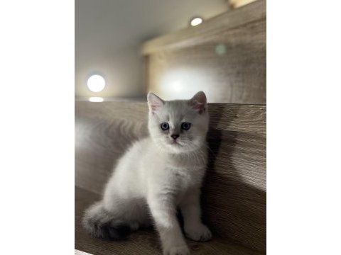 Brıtısh shorthair sılver yavrularım 